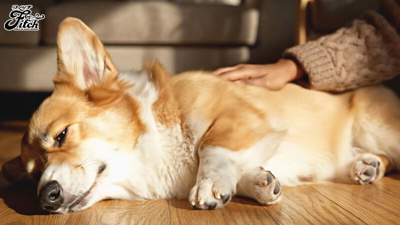 「犬目線で美人主人とSEX！私は夫に内緒で従順なペットを飼っています-寂しい巨乳若妻のナマ交尾と飼育愛- 菊乃らん」のサムネイル